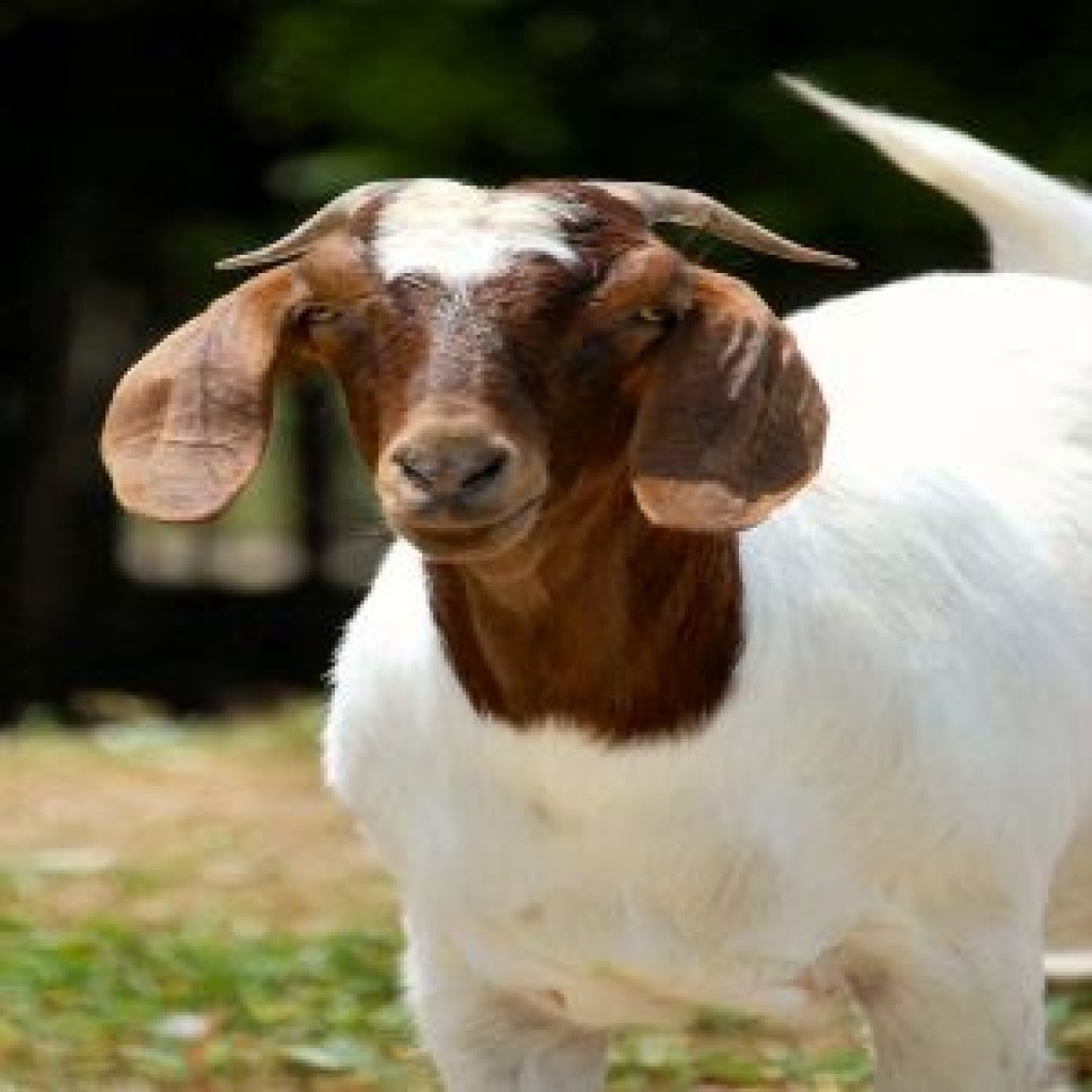 Buy Goat Meat at affordable Prices Online Zuri Markets